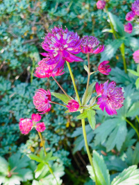 Astrantia major red